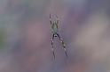 Nephila_plumipes_D5256_Z_90_Alexandra hills Brisbane_Australie